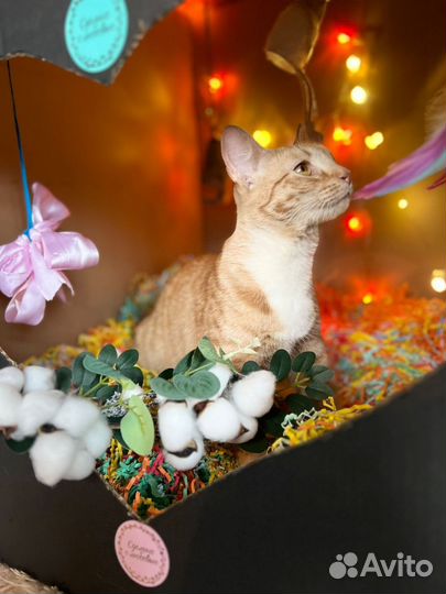 Кошечка подросток