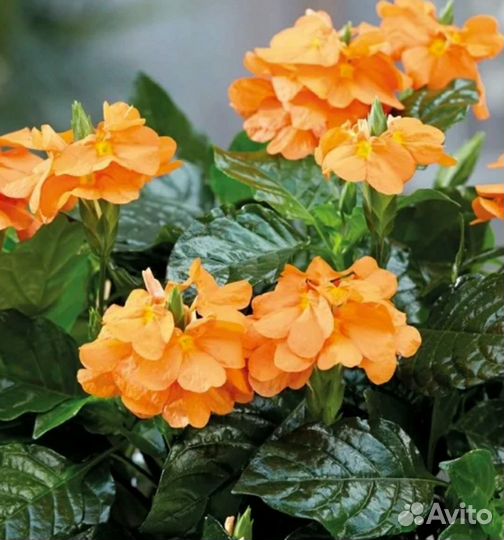 Кроссандра оранжевая