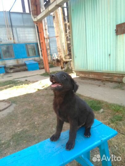 Щеночки в добрые руки