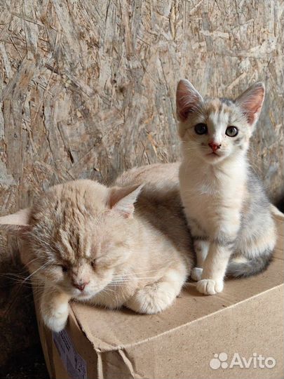 Котята малыши среди коров