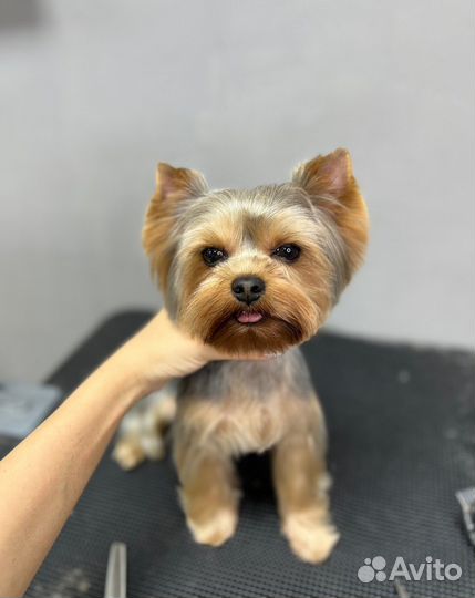 Услуги грумера