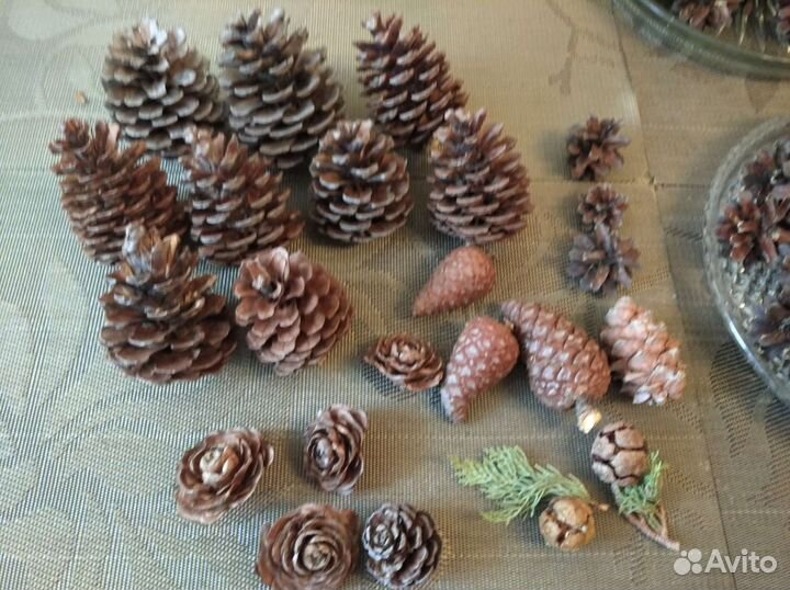 Шишки крупные кипарис сосна декор