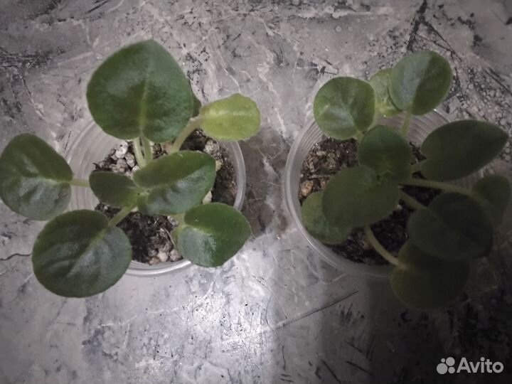 Детки сортовых фиалок