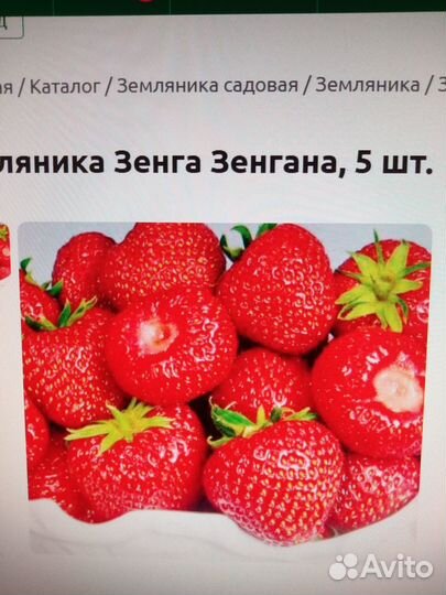 Рассада клубники