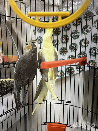 Попугай корелла