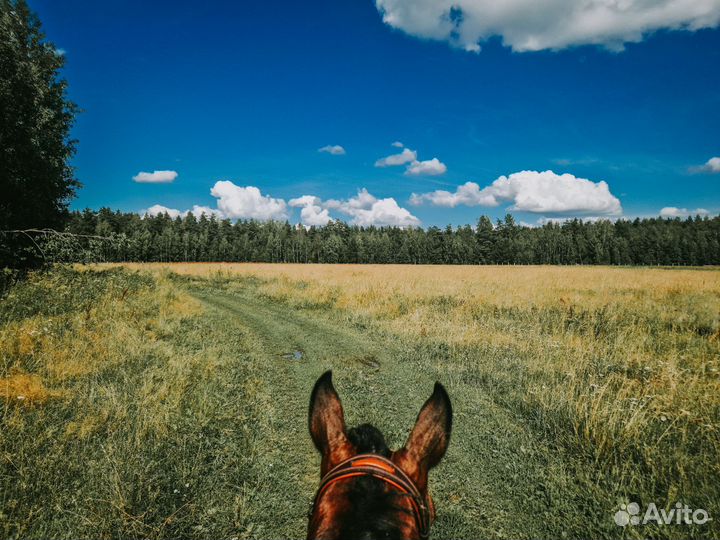 Постой для лошадей