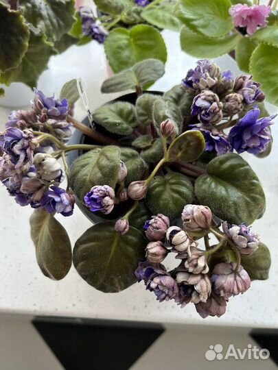 Сортовые фиалки