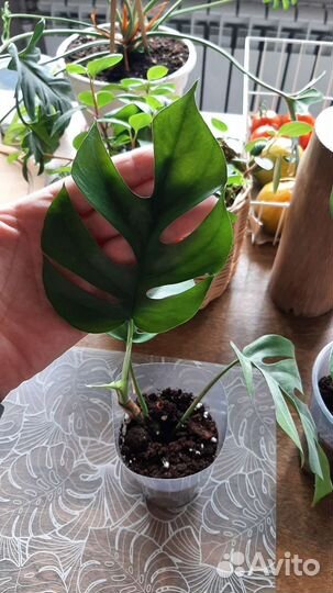 Рафидофора тетрасперма(монстера минима)