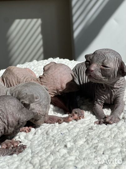 Канадский сфинкс