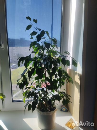 Фикус бенджамина