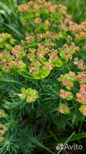 Цветы многолетники