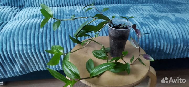 Традесканция