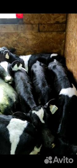Бычки телята