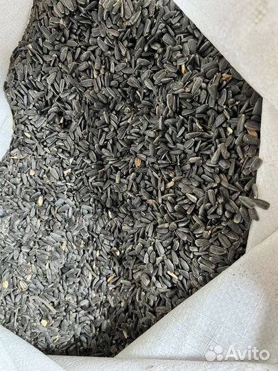 Зерно пшеница ячмень кукуруза овёс просо