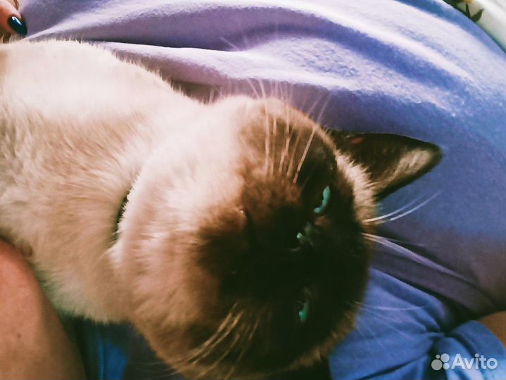 Отдам кота в добрые руки