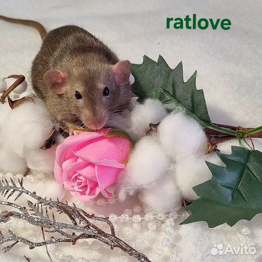Крысята девочки дамбо
