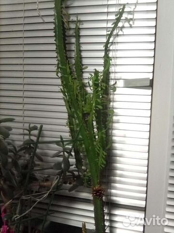 Кактус молочай