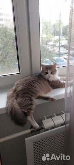 Кошка Душевное сокровище