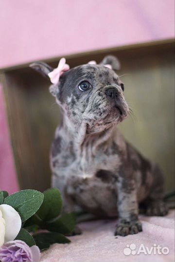 Французский бульдог