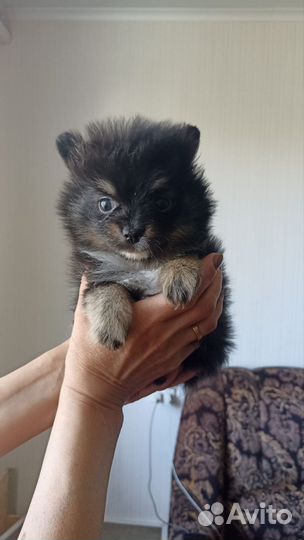 Щенки шпица