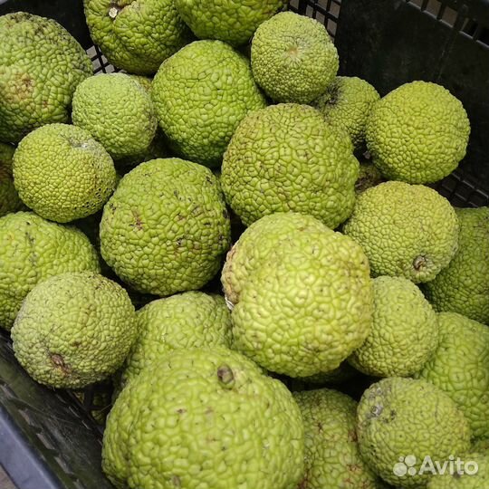 Адамово яблоко, маклюра от 3кг