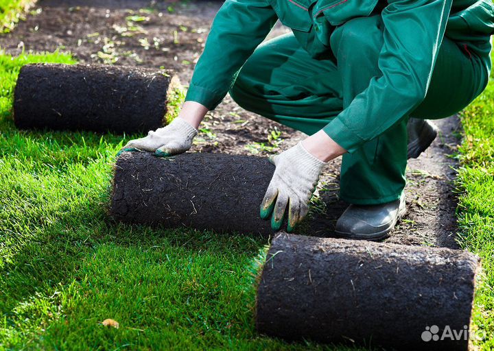 Рулонный газон - производство,доставка,укладка