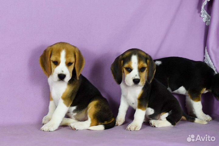 Щенки бигль