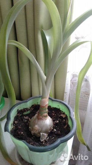 Индийский лук