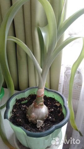 Индийский лук