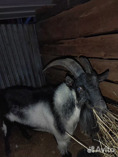 Козел альпийский