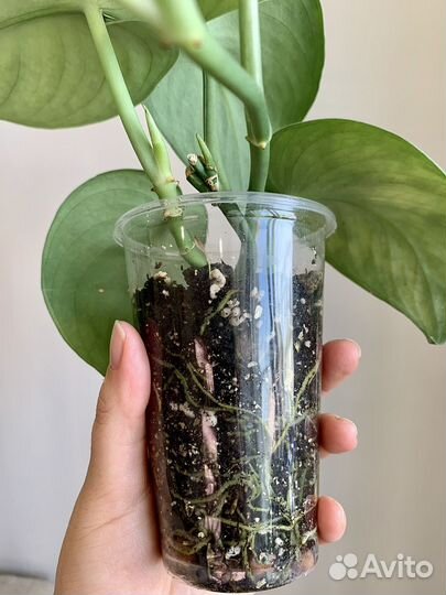 Сциндапсус пиктус Треби