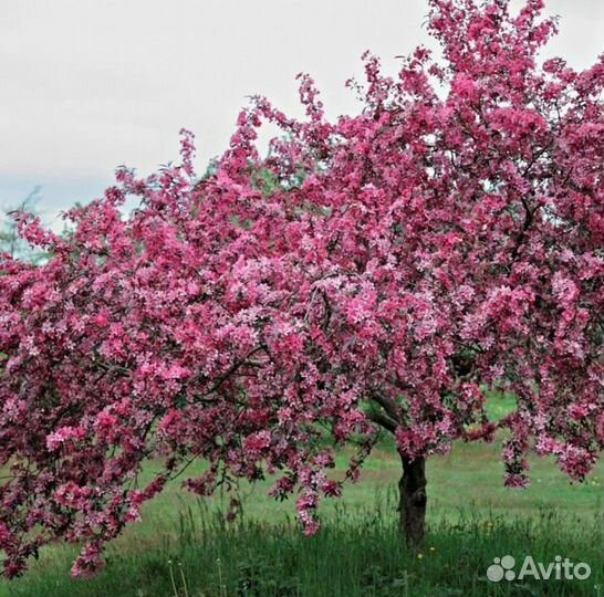 Яблоня декоративная. Розовая. Саженец