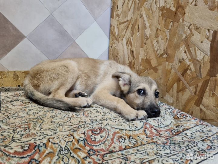 Щенок из приюта в добрые руки