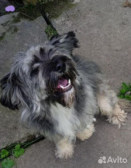 Мальчик лохматик ищет дом