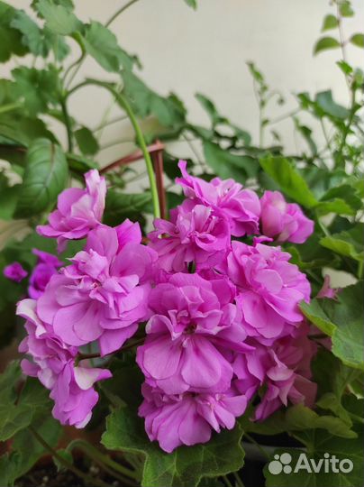 Пеларгония