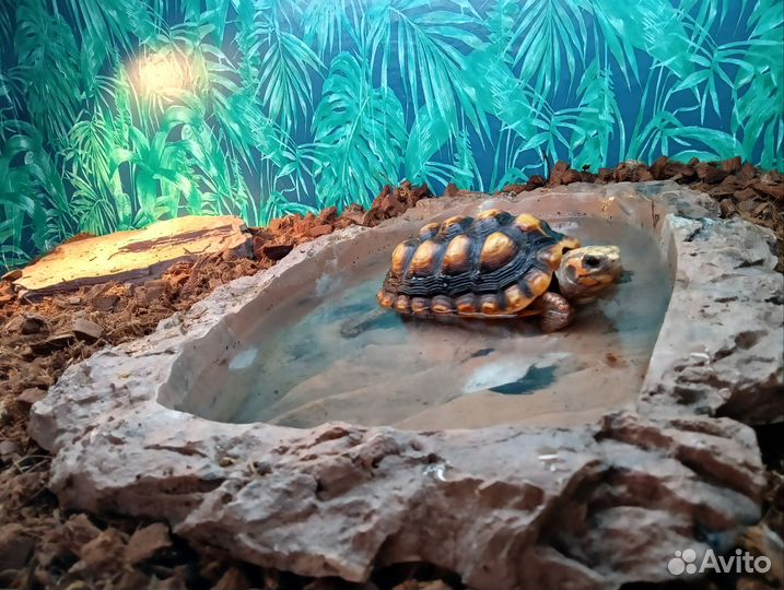 Сухопутная черепаха, угольная