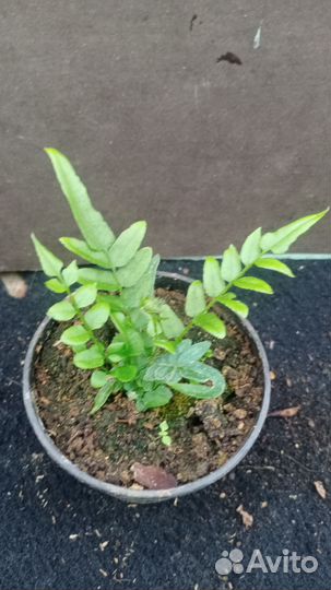 Папоротнки