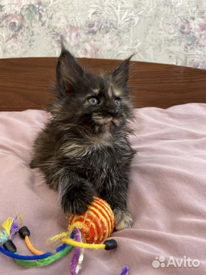 Котята Мейн кун