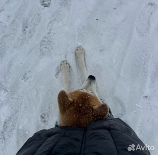 Выгул собак