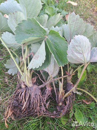 Рассада клубники