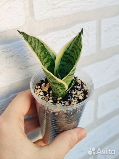 Сансевиерия