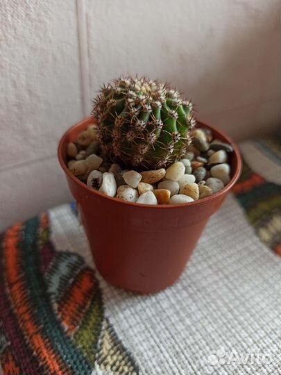 Кактусы и суккуленты