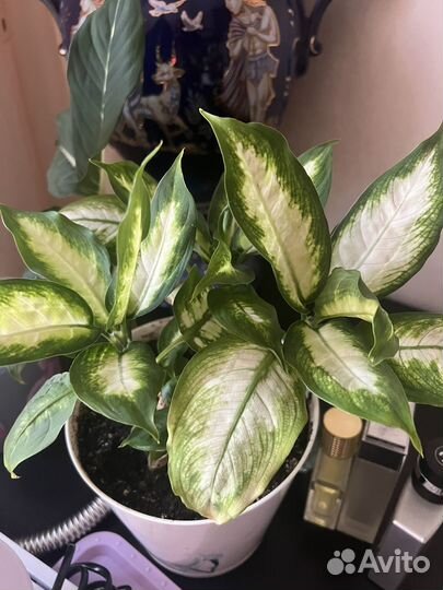 Диффенбахия камилла