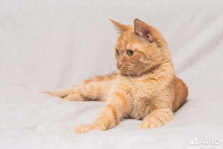 Кошка в дар