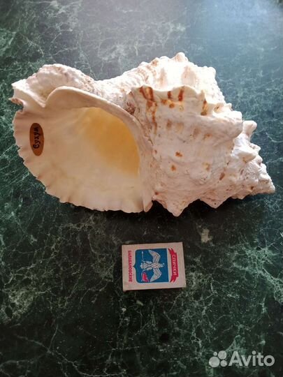 Ракушка морская