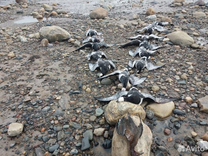 Охота и рыбалка в Карелии