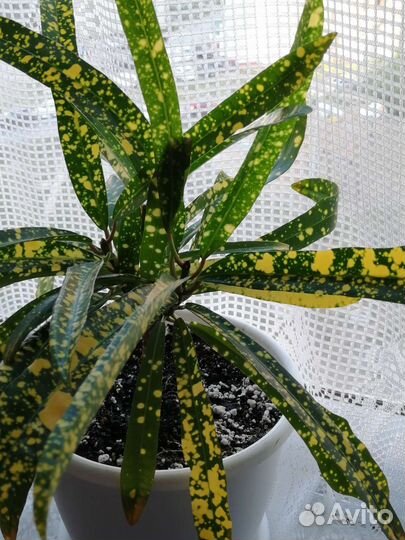 Кротон Gold Star