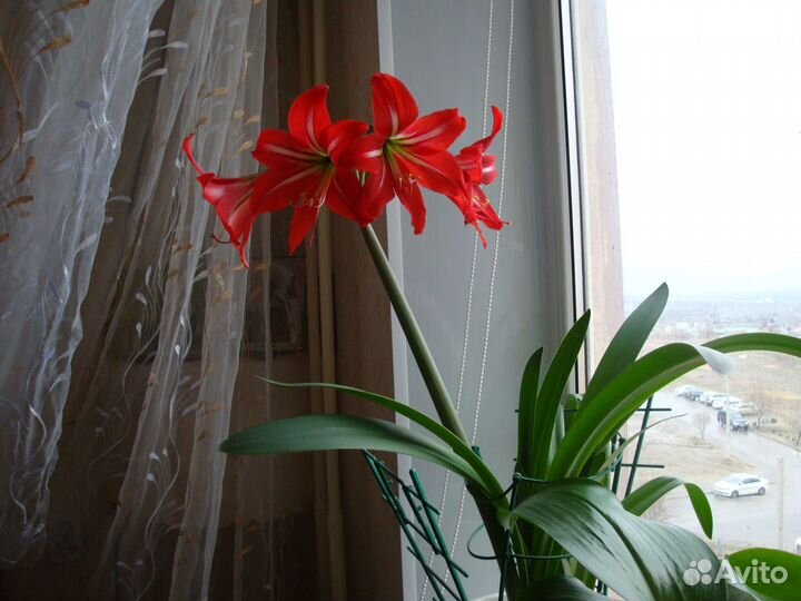 Цветы комнатные