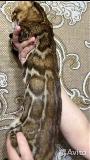 Бенгальские котята