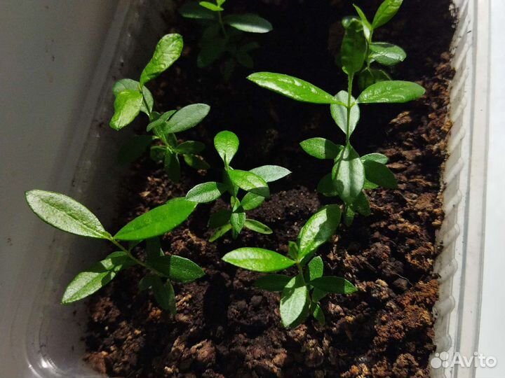 Саженцы фейхоа